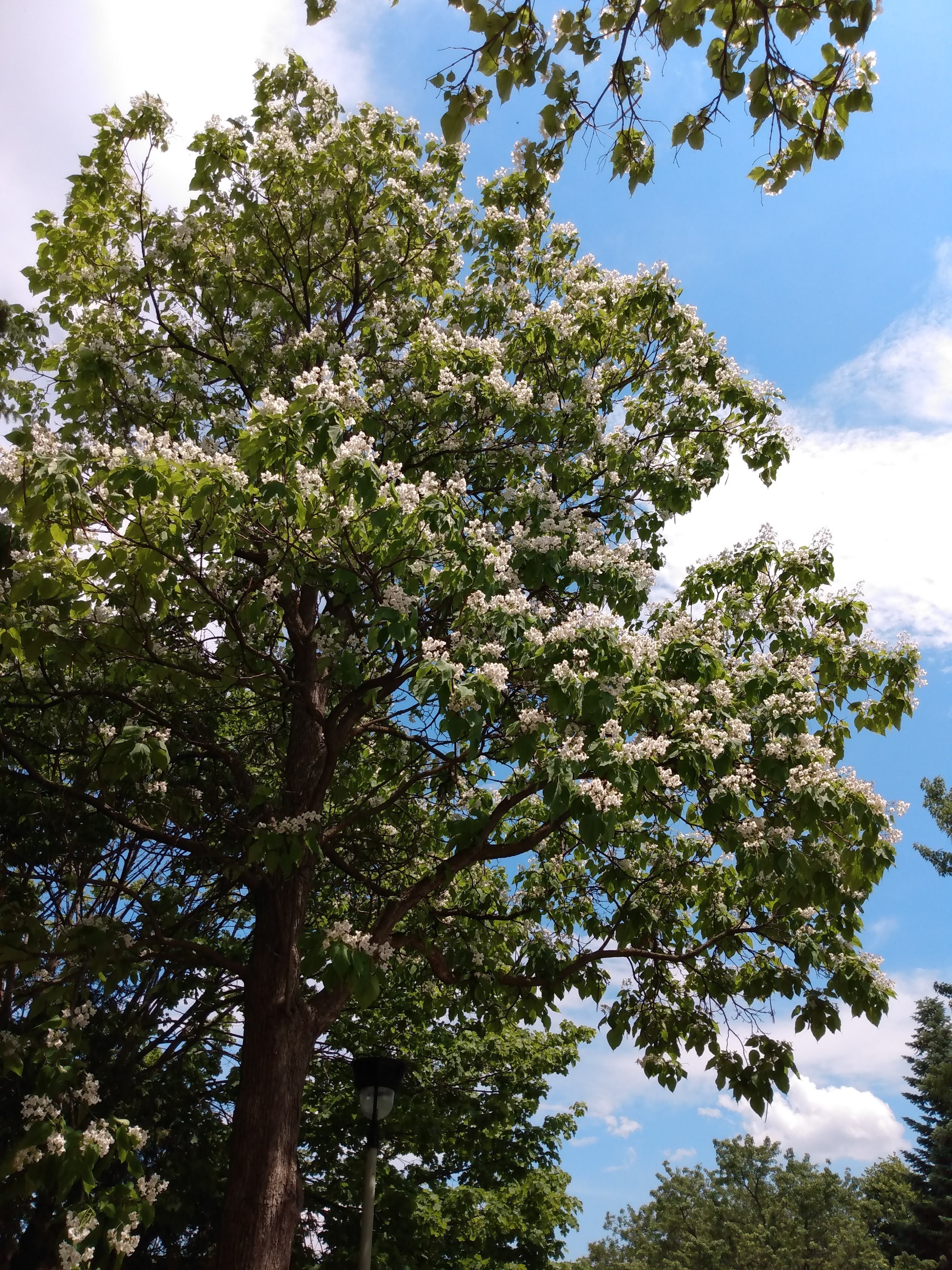 img_20200623_130815072-1